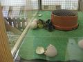 Zoo Cottbus 065